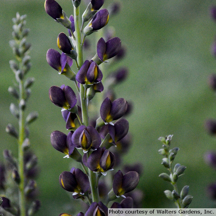 Close-up of purple flowers with a blurred green background