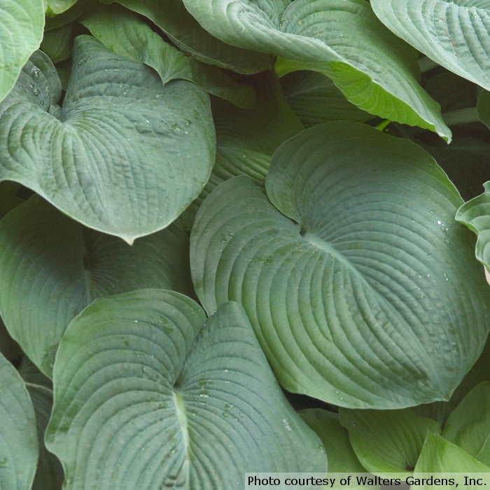 Hosta sieboldiana 'Elegans'