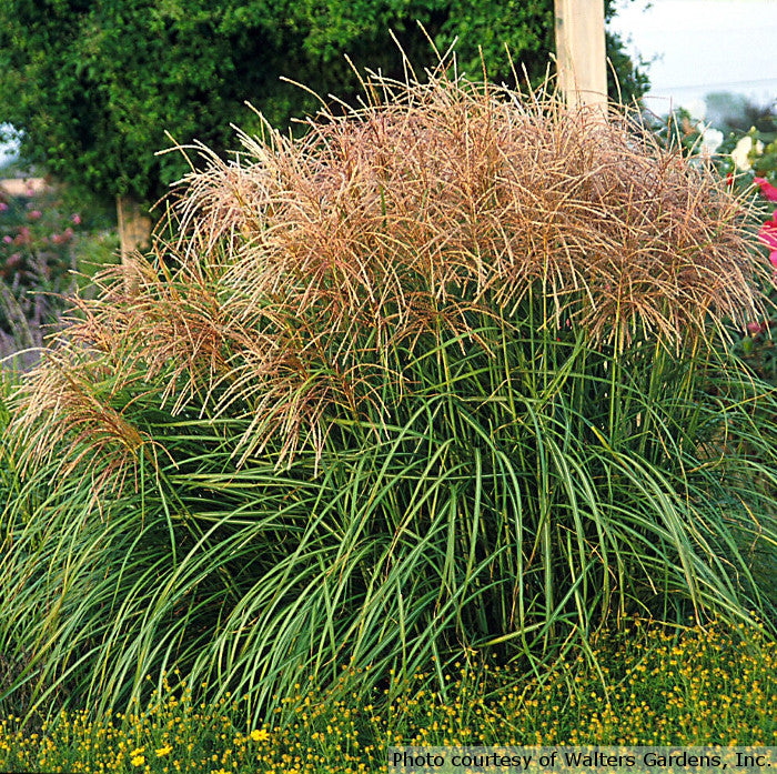 Miscanthus sinensis 'Huron Sunrise' full
