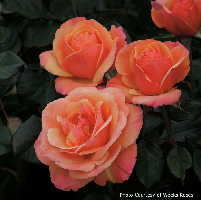 Rosa 'Anna's Promise®'