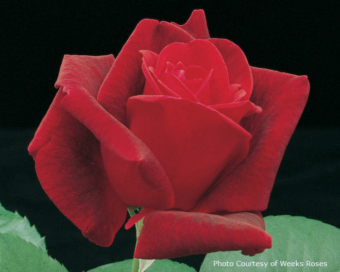 Rosa 'Chrysler Imperial'