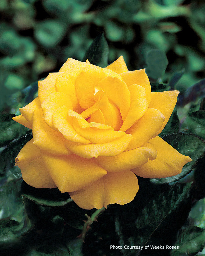 Rosa 'Henry Fonda'