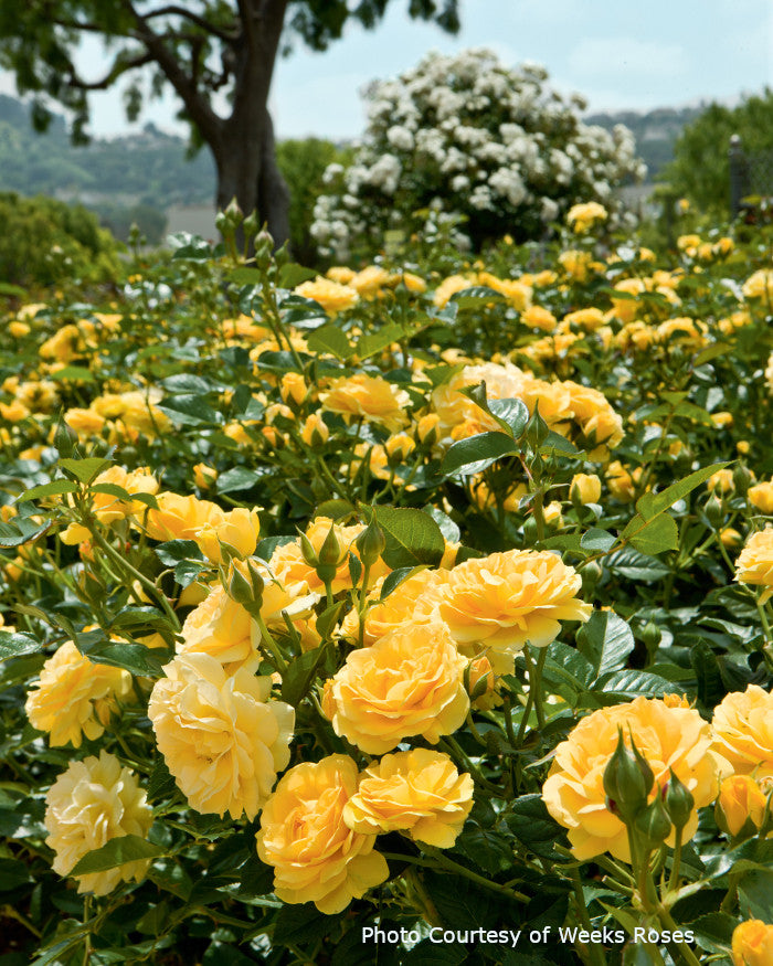 Rosa 'Julia Child™'
