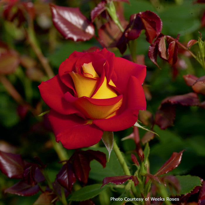 Rosa 'Ketchup & Mustard™'