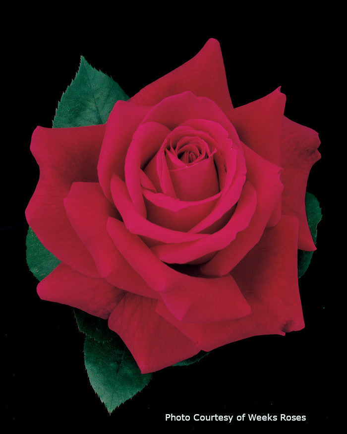 Rosa 'Mister Lincoln®'