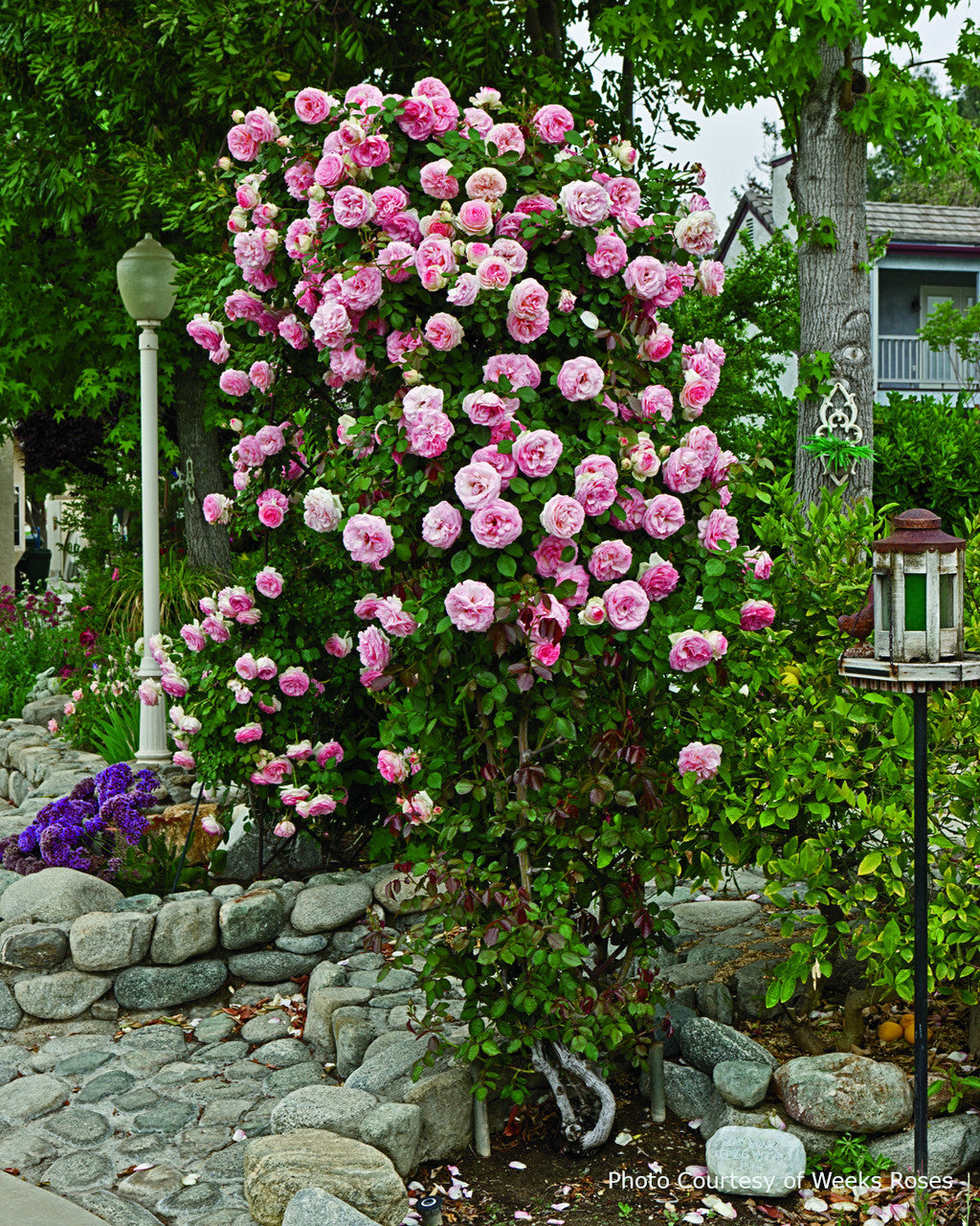 Rosa 'Pearly Gates™'