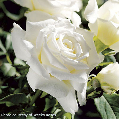 Rosa 'Pope John Paul II Ultimate Rose Collection'