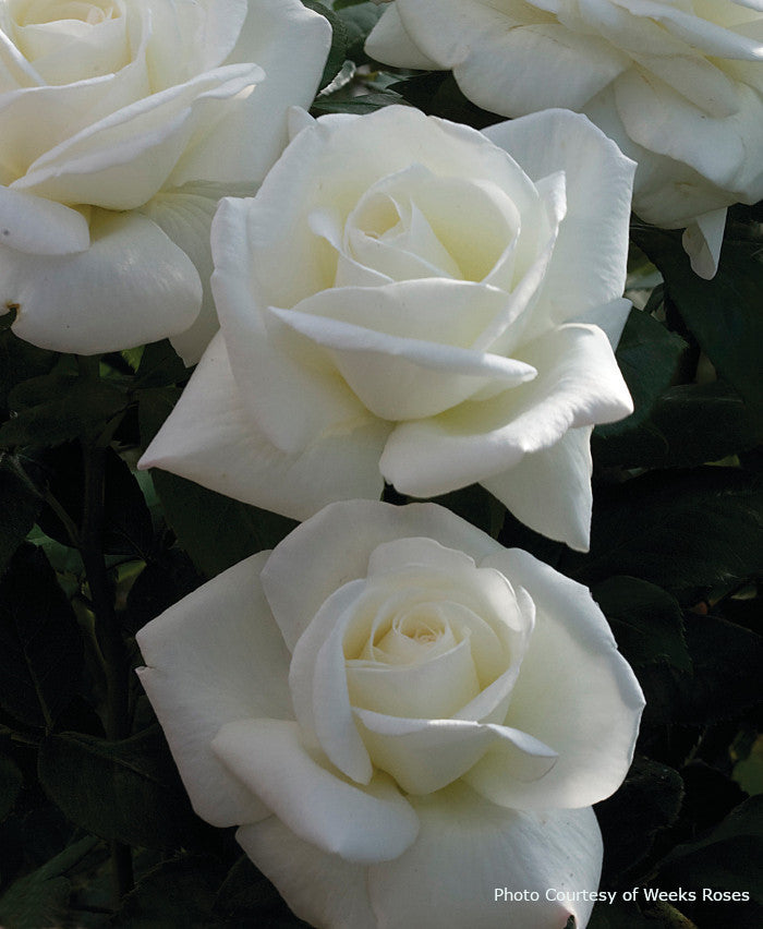 Rosa 'Sugar Moon™'