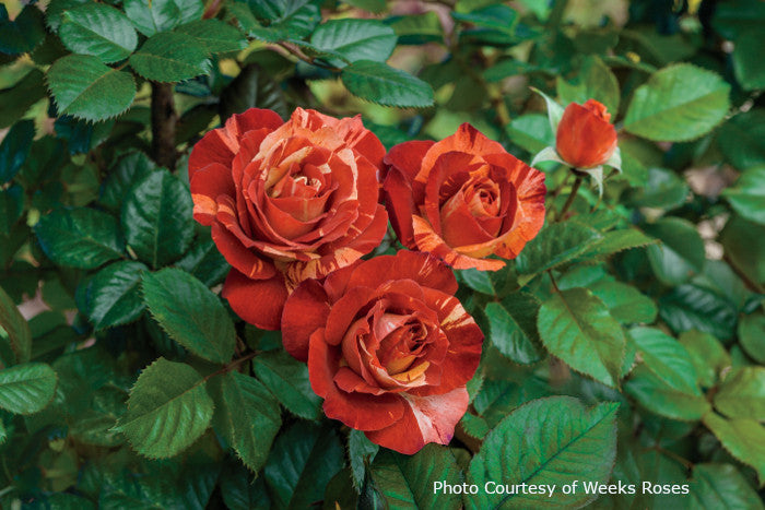 Rosa 'Tropical Lightning™'