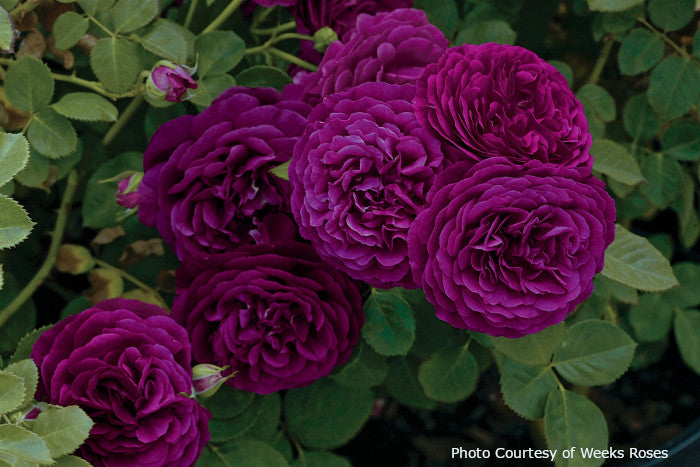 Rosa 'Twilight Zone'