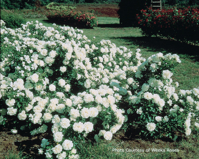 Rosa 'White Meidiland®'