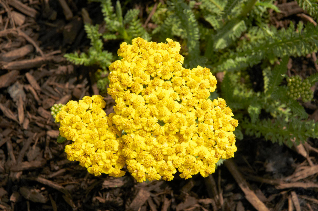 Achillea millefolium 'Little Moonshine'