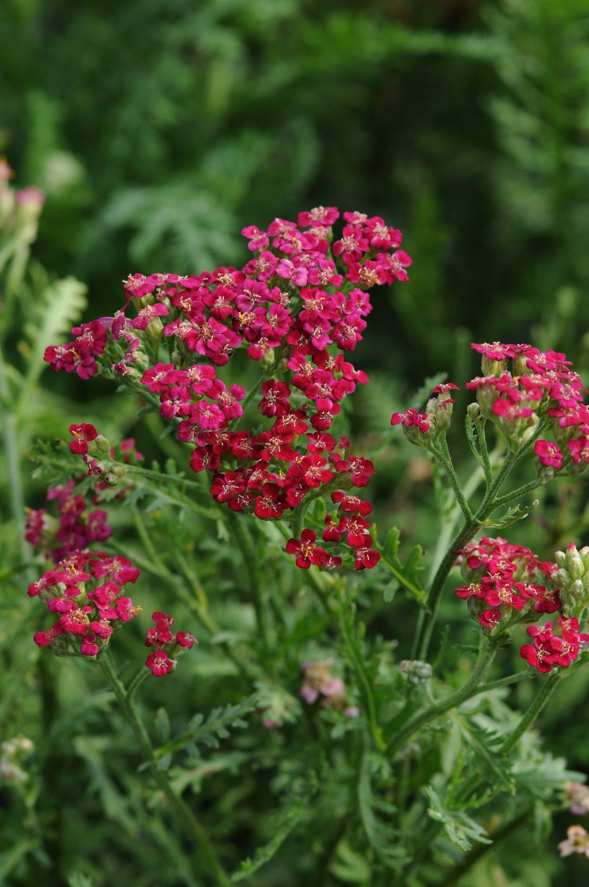 Achillea millefolium 'New Vintage Red'