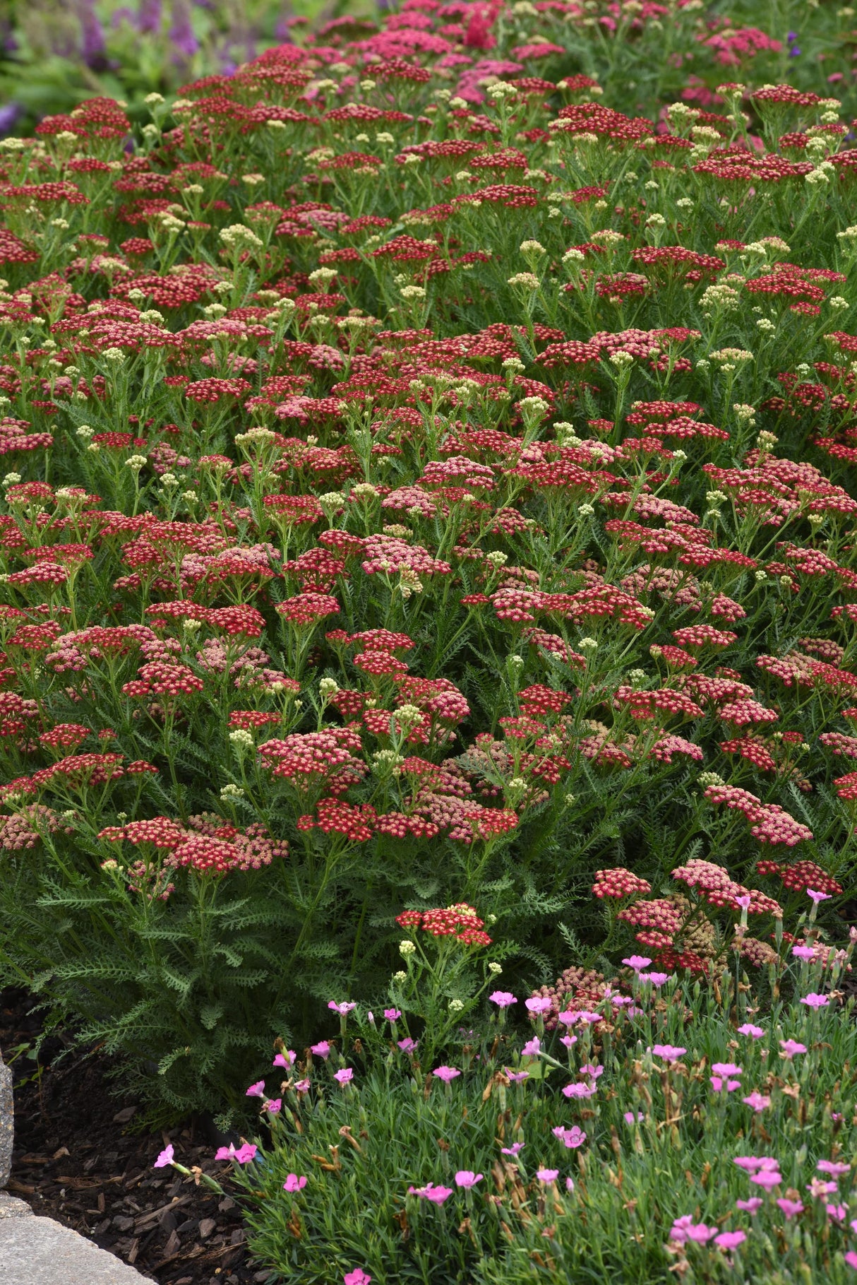 Achillea millefolium 'New Vintage Red'
