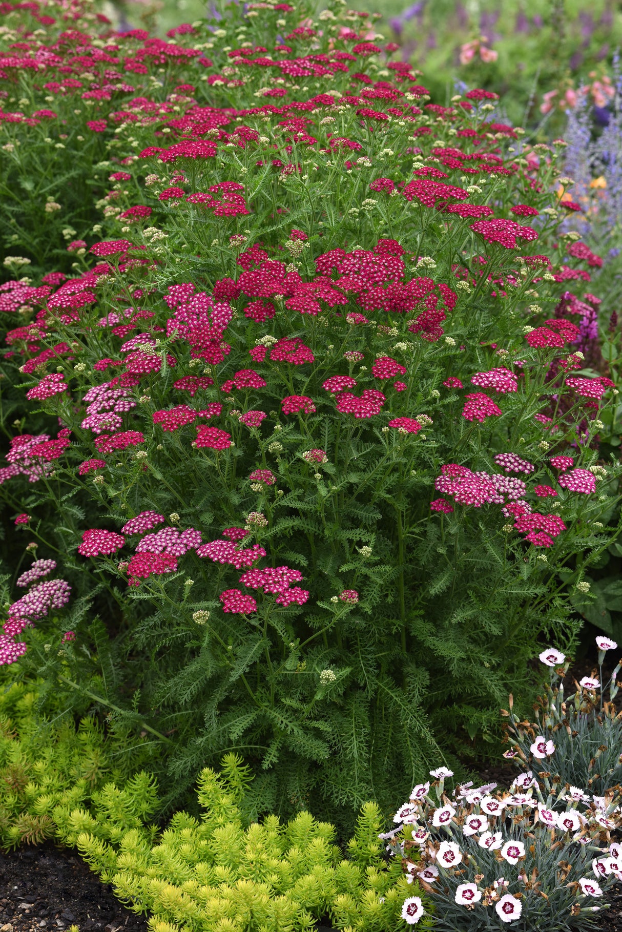 Achillea millefolium 'New Vintage™ Violet'