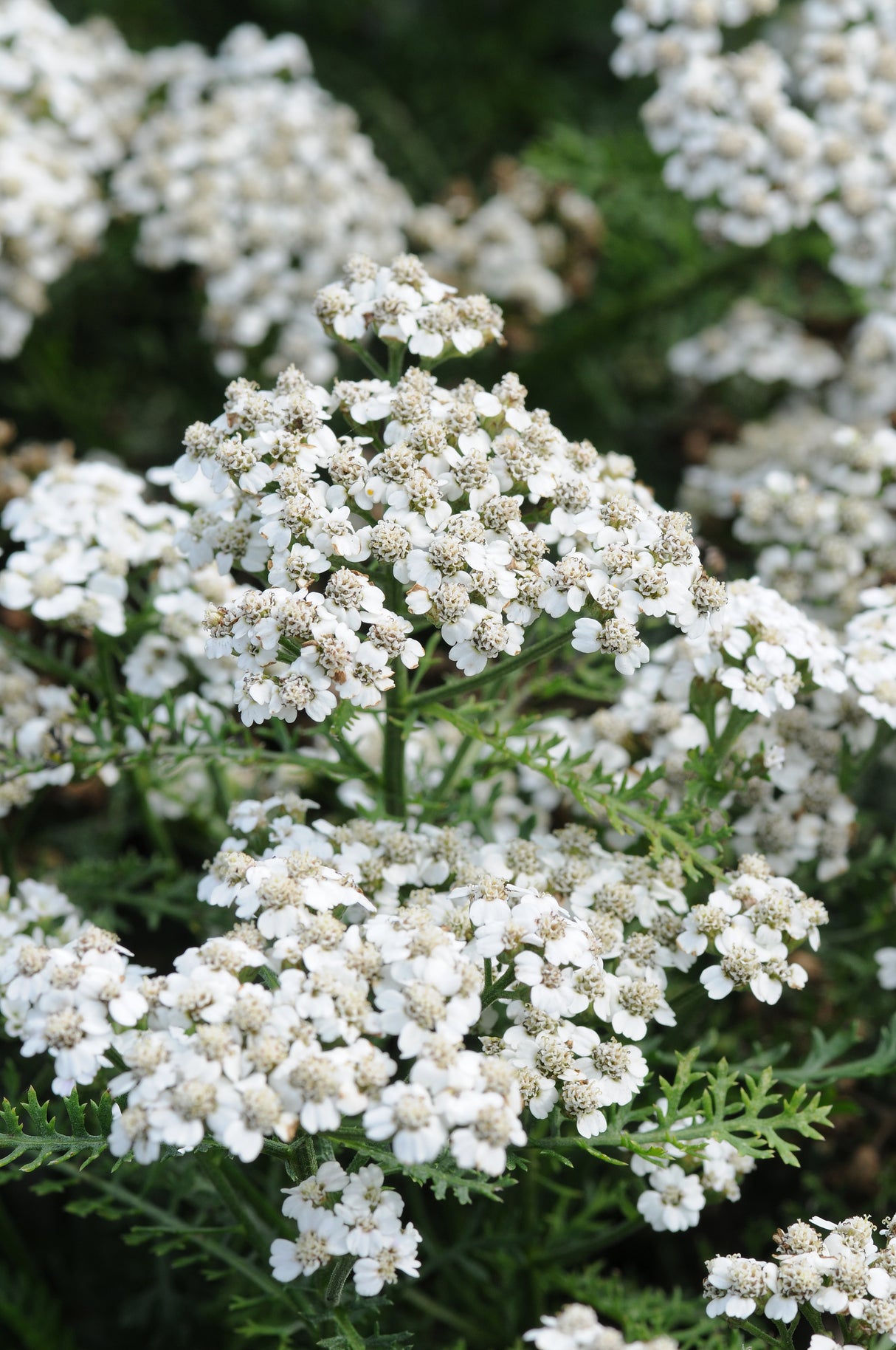 Achillea millefolium 'New Vintage White'