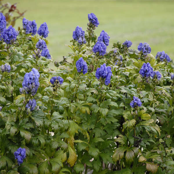 Aconitum fischeri