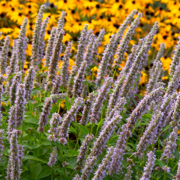 Agastache 'Blue Fortune'