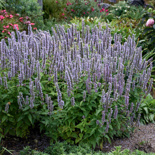 Agastache 'Blue Fortune'