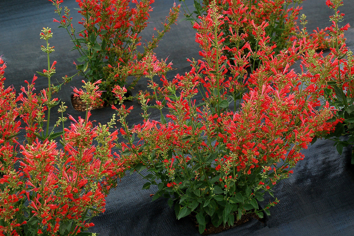 Agastache 'KUDOS™ Series Red' in landscape