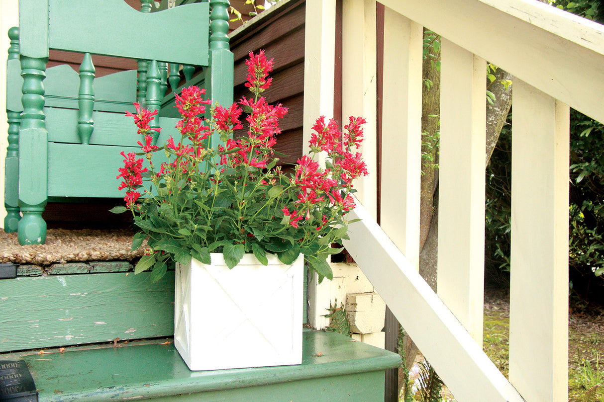 Agastache 'KUDOS™ Series Red' on porch