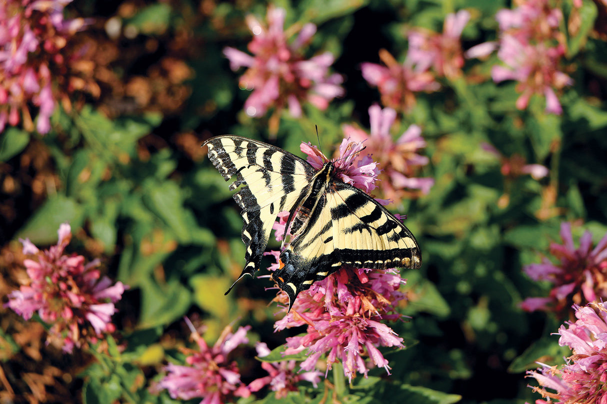 Agastache POQUITO™ 'Lavender' close up with butterfly