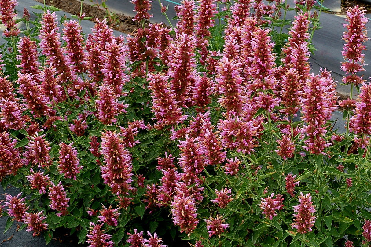 Agastache POQUITO™ 'Lavender' in landscape