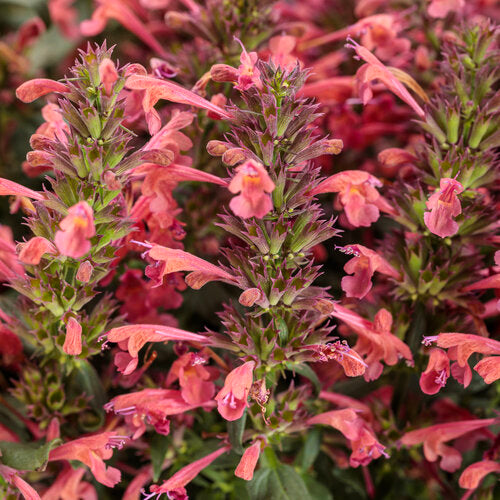 Agastache 'Maestro® Coral'