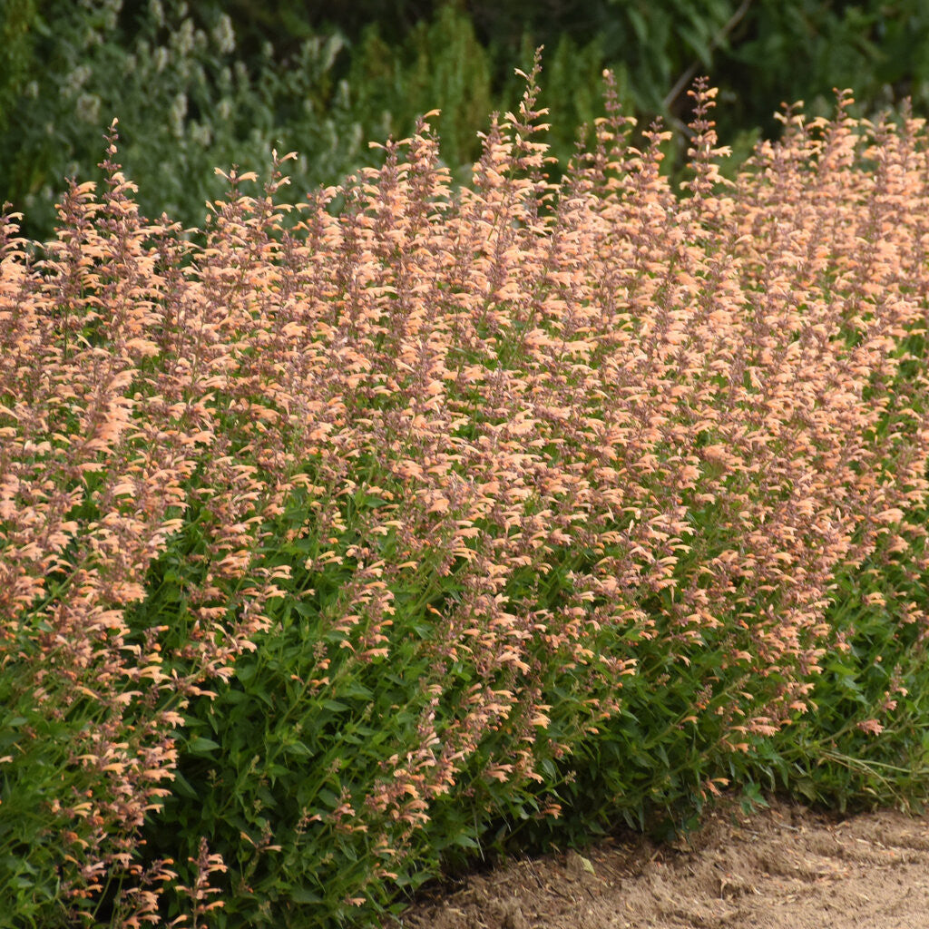 Agastache MEANT TO BEE™ 'Queen Nectarine' in landscape