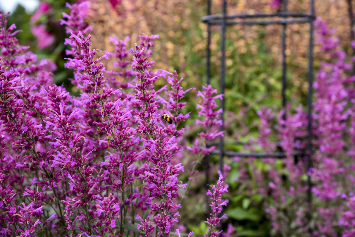 Agastache MEANT TO BEE™ 'Royal Raspberry' close up