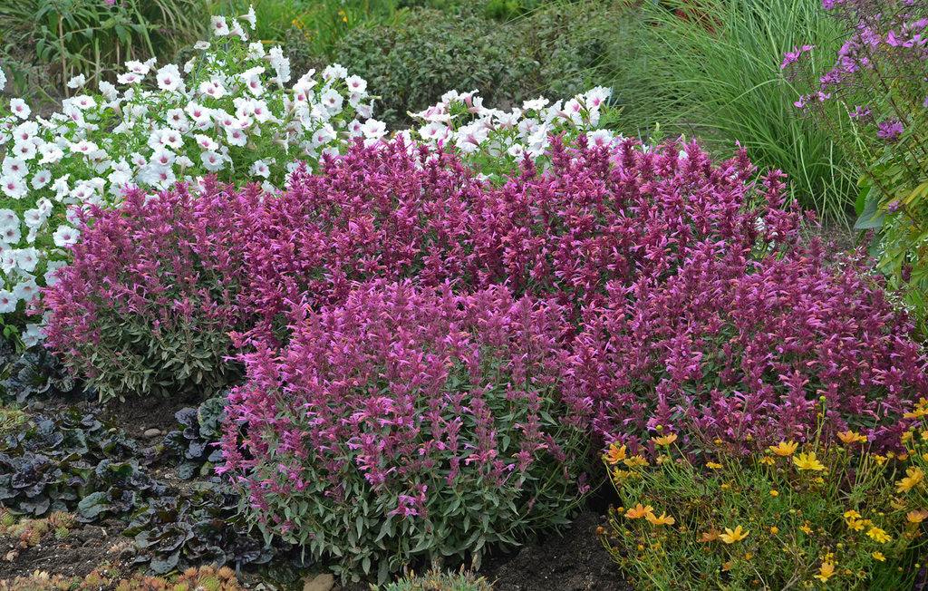 Agastache MEANT TO BEE™ 'Royal Raspberry' in landscape