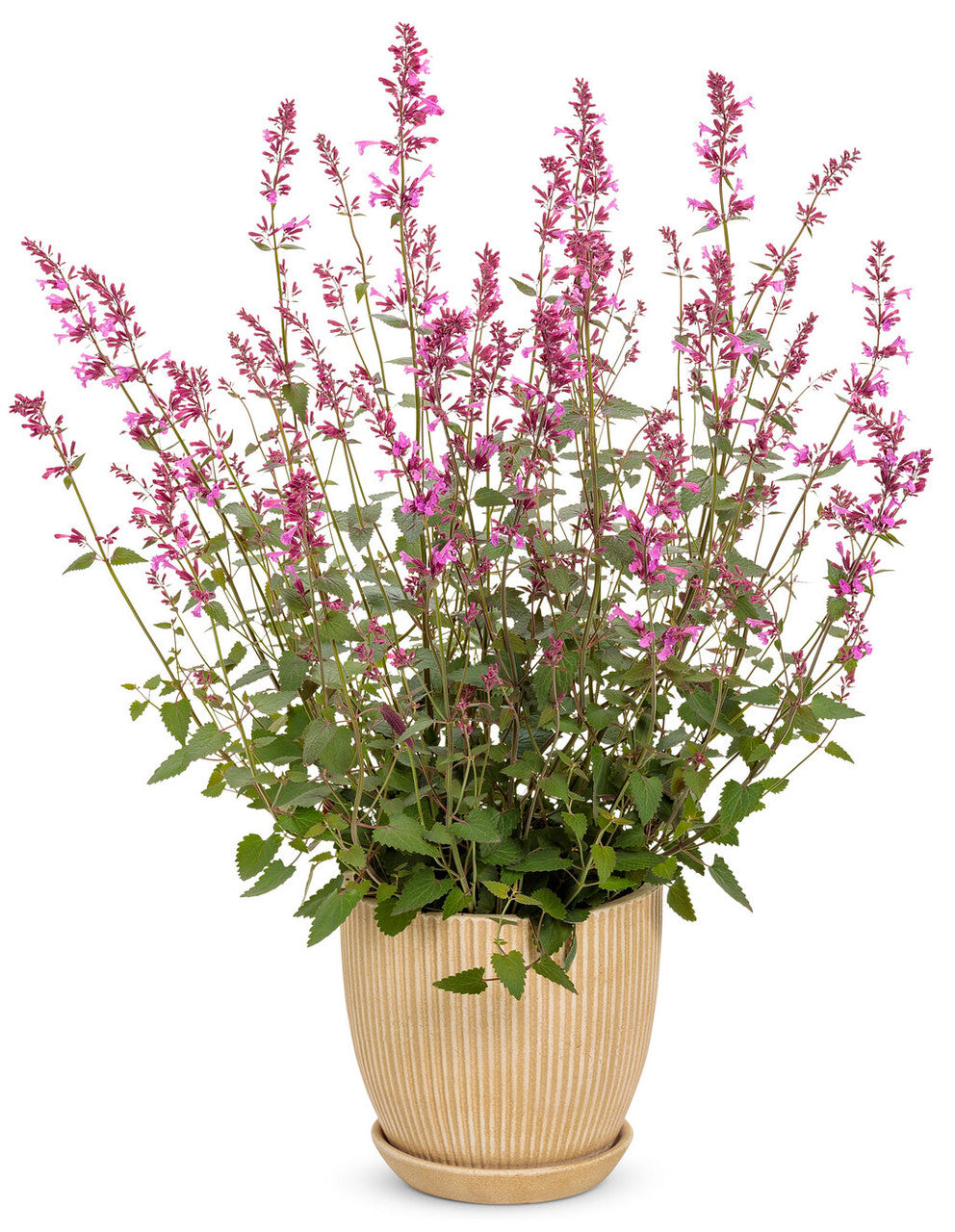 Agastache MEANT TO BEE™ 'Royal Raspberry' in pot