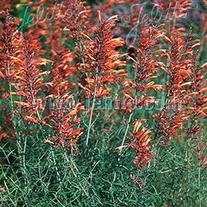 Agastache rupestris 'Orange Hyssop'