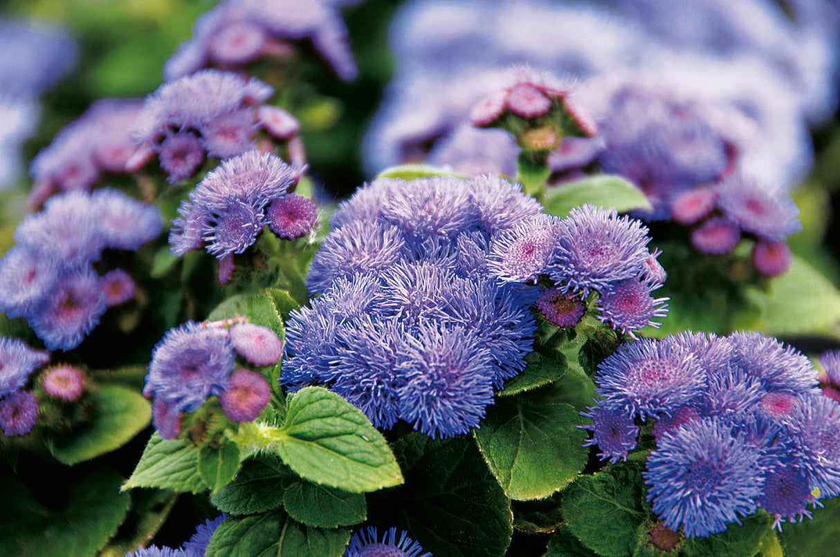 Ageratum hybrid 'Artist® Blue'