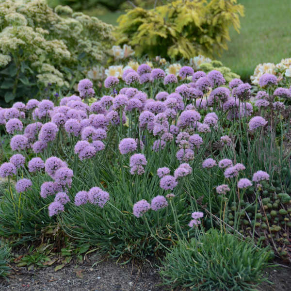 Allium 'Blue Eddy'