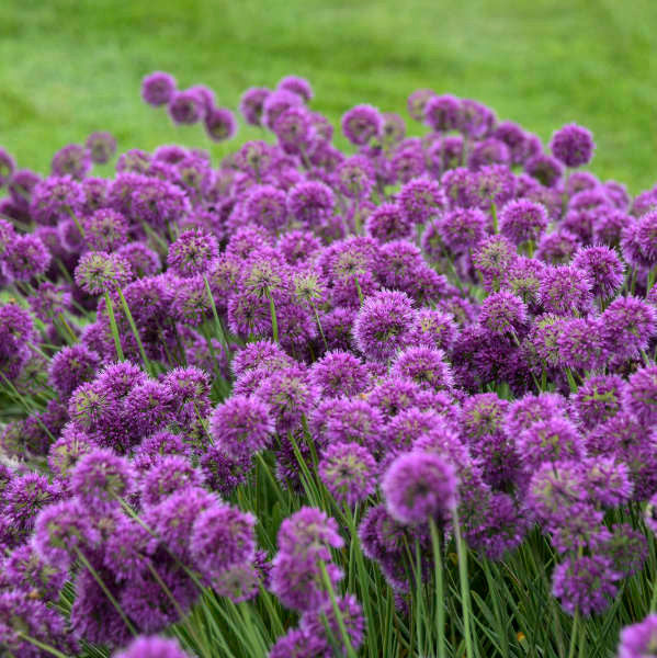 Field of purple flowers with a blurred green background
