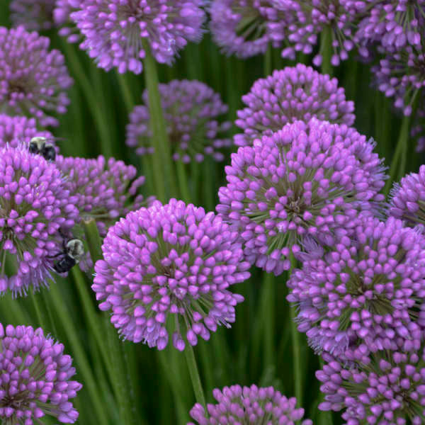 Allium 'Millenium' close up