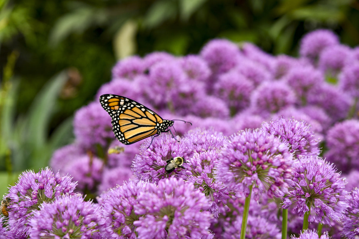 Butterfly on a purple flower with a blurred green background