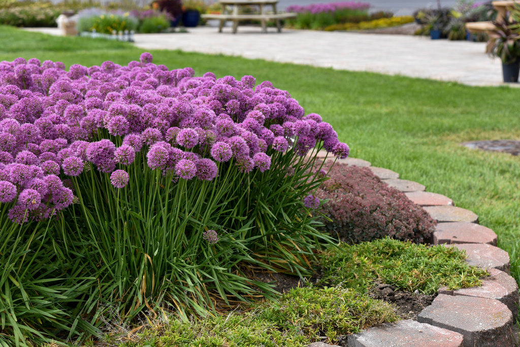 Allium 'Serendipity' in landscape