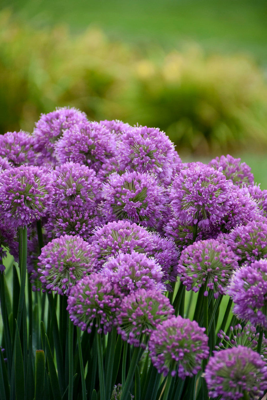 Allium 'Serendipity' in landscape