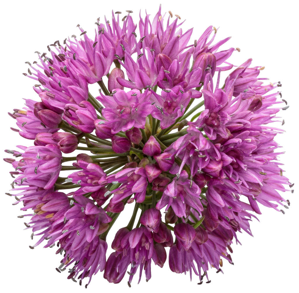 Allium 'Serendipity' bloom