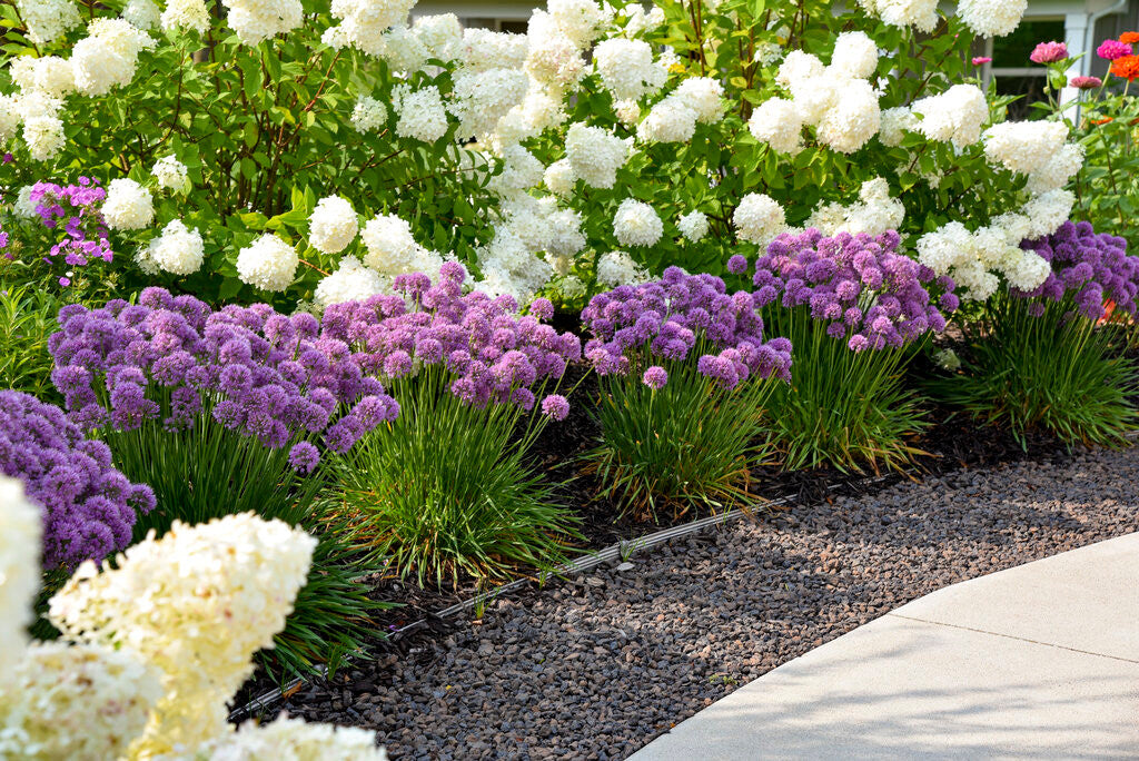 Allium 'Serendipity' in landscape