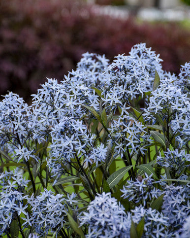 Close-up of a bush with small blue flowers and green leaves.