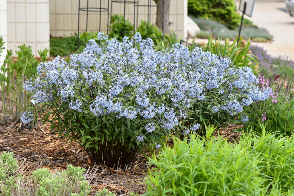 Amsonia tabernaemontana 'Storm Cloud' in landscape