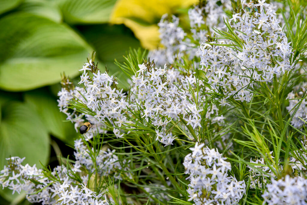 Amsonia 'String Theory' in landscape