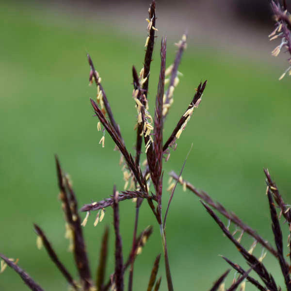 Andropogon gerardii 'Blackhawks'