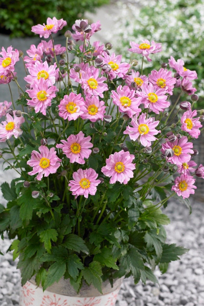 Anemone hupehensis Fantasy™ 'Pocahontas'