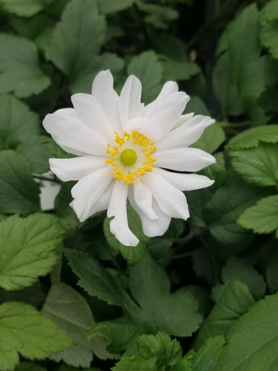 Anemone 'Snow Angel'