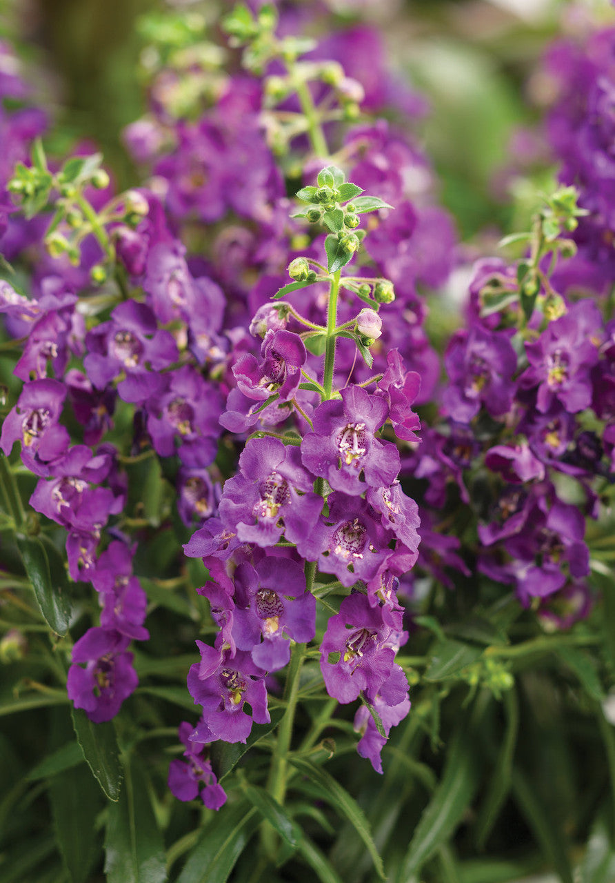 Angelonia angustifolia hybrid 'Angelface® Blue'