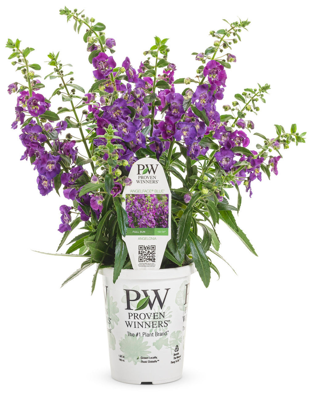 Angelonia angustifolia hybrid 'Angelface® Blue' in grower pot